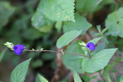 Rhynchoglossum obliquum